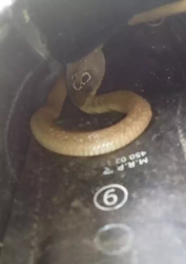 So Scary, Huge Snake Crawls Out Of Man’s Shoe